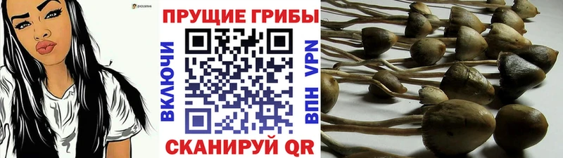 продажа наркотиков  Клинцы  Псилоцибиновые грибы мицелий 